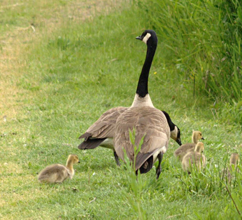 Canada Goose goslings