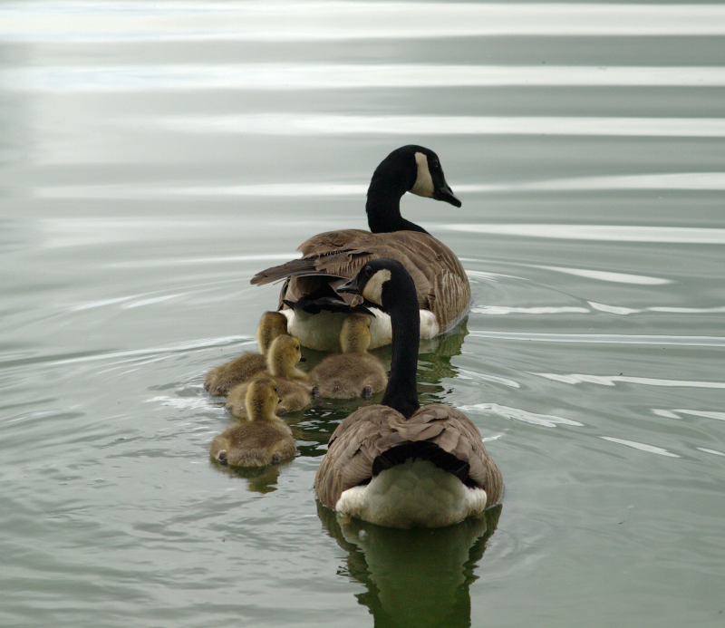 Canada Goose goslings