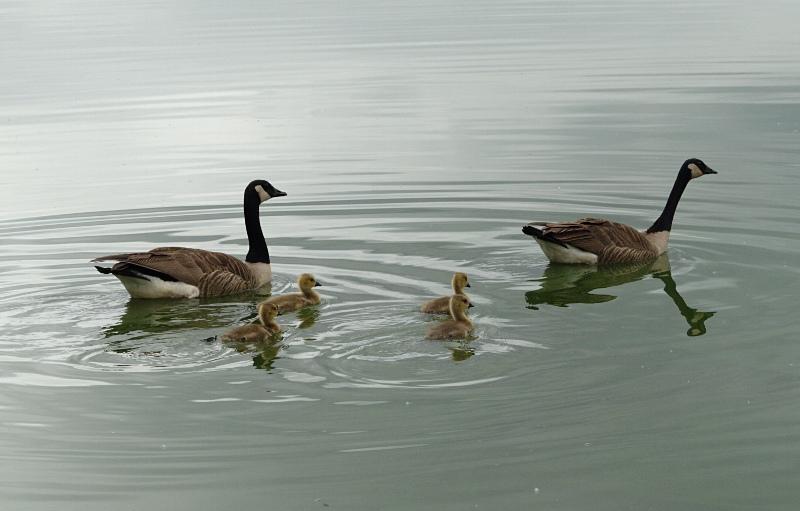 Canada Goose goslings