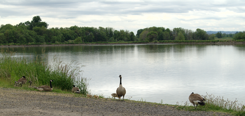 Canada Goose goslings