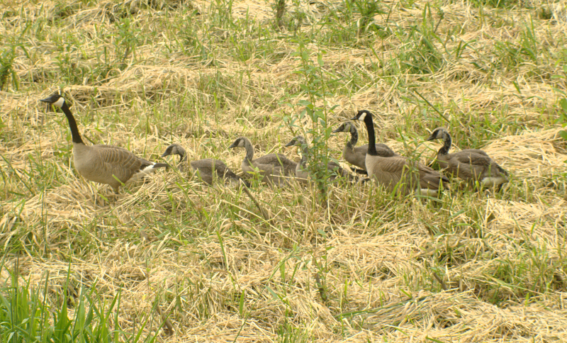 Canada Goose goslings