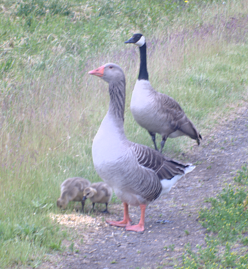 Canada Goose goslings