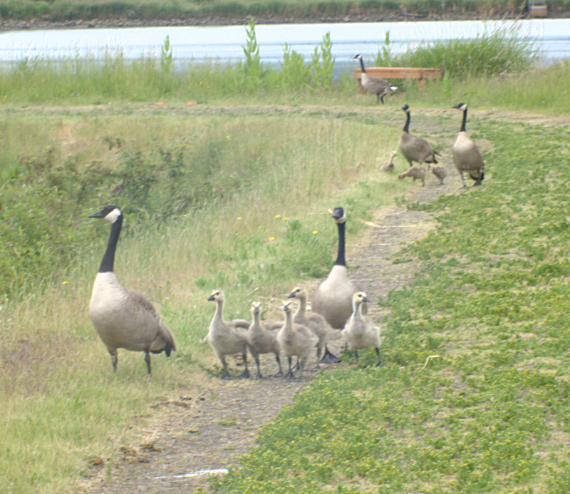 Canada Goose goslings