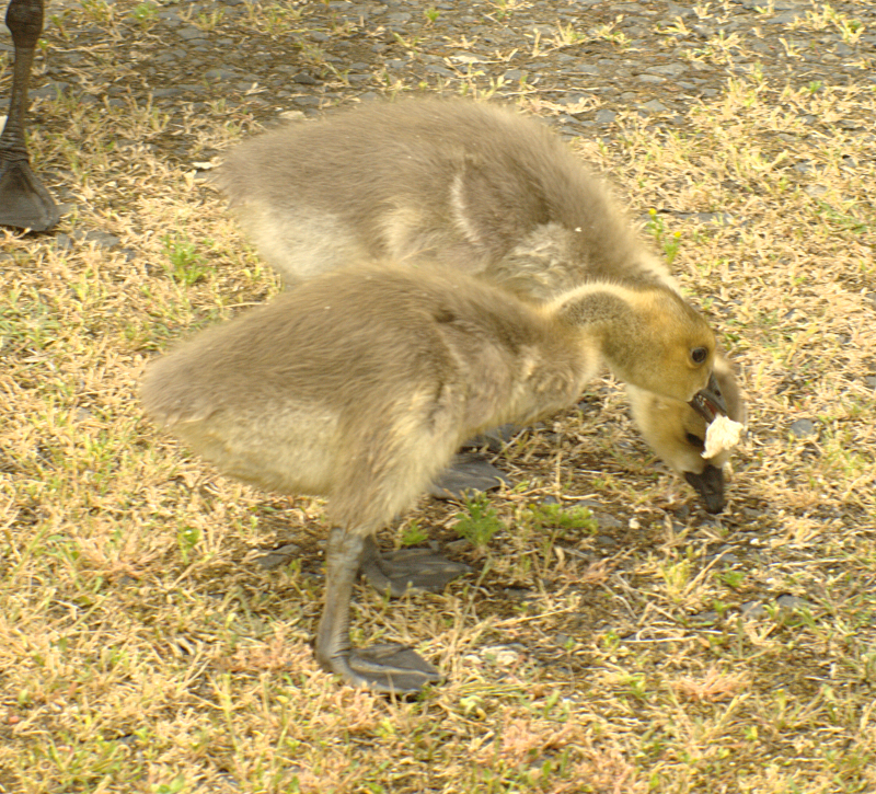 Canada Goose goslings
