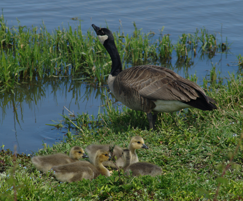 Canada Goose goslings