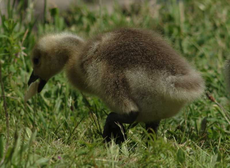Canada Goose goslings