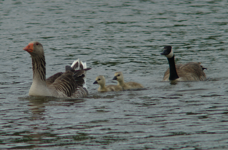 Canada Goose goslings