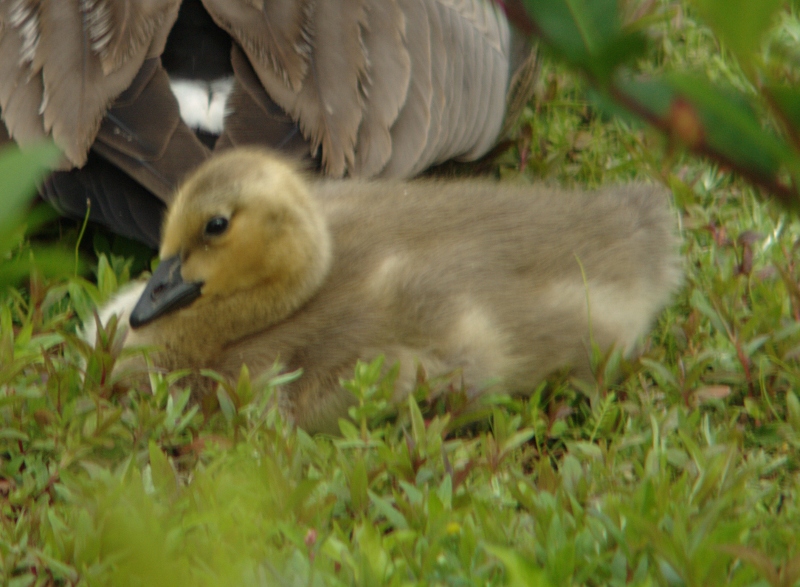 Canada Goose gosling