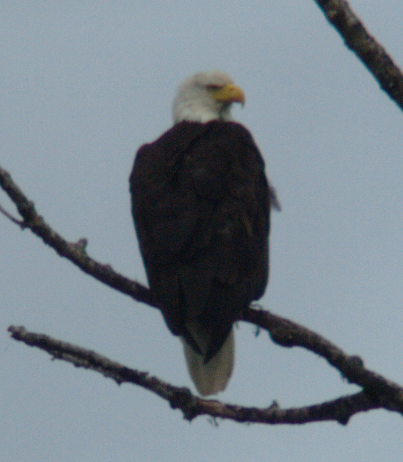 Bald Eagle