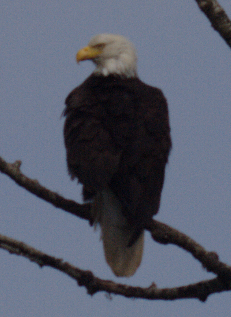 Bald Eagle