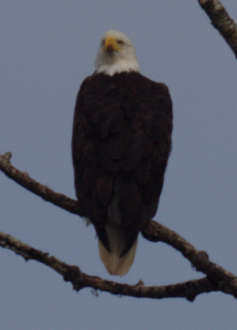 Bald Eagle