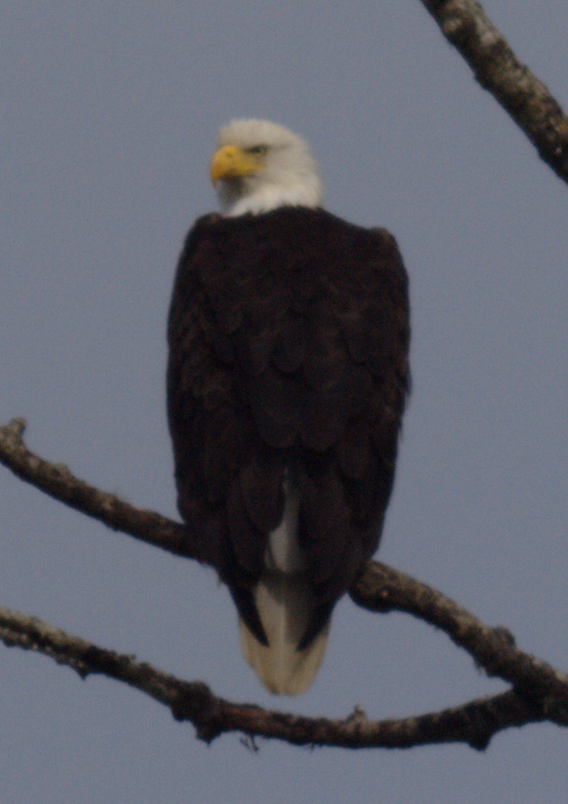 Bald Eagle