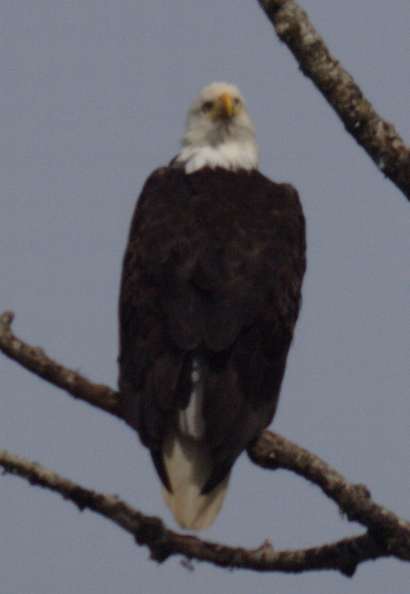 Bald Eagle