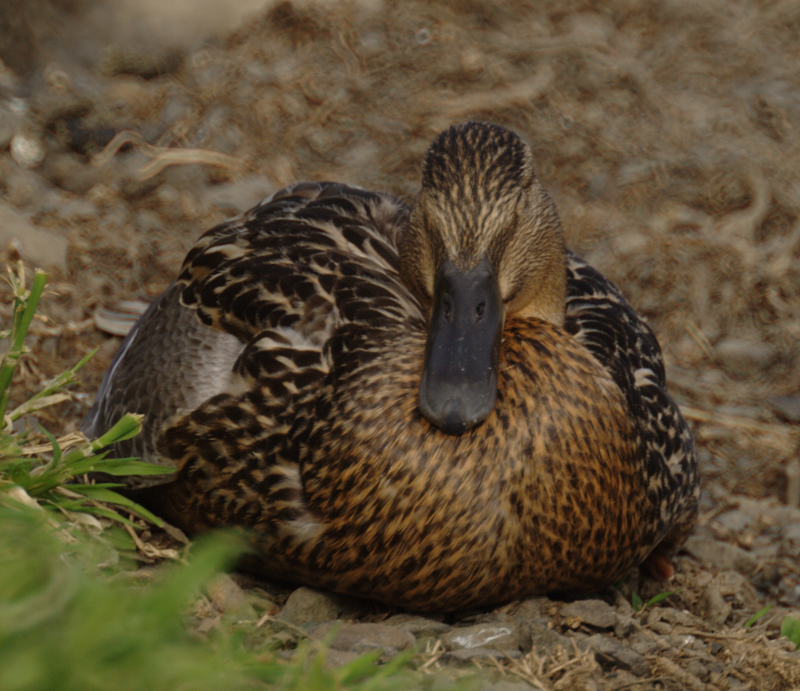 Northern Pintail Duck
