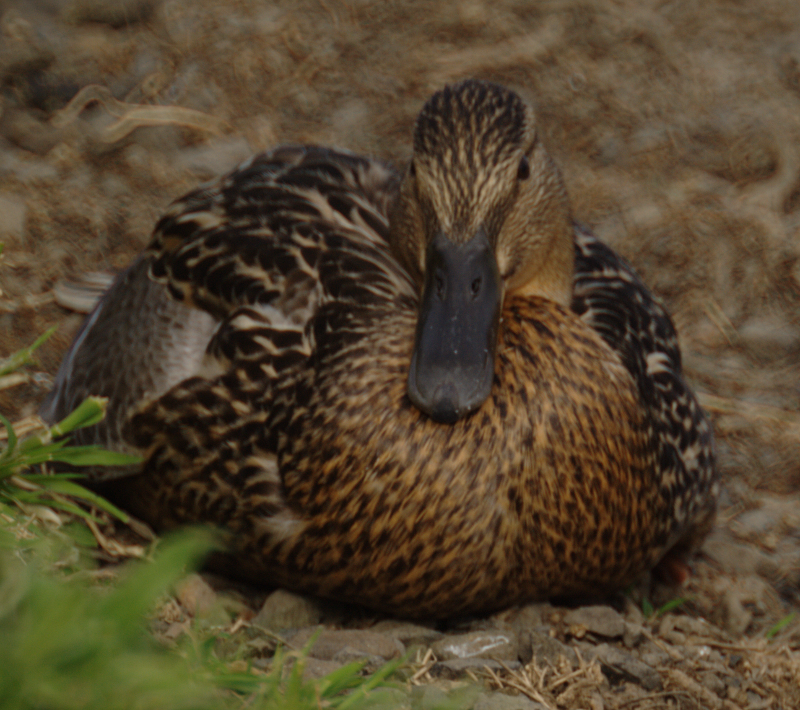 Northern Pintail Duck