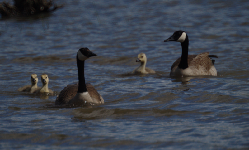Canada Goose goslings