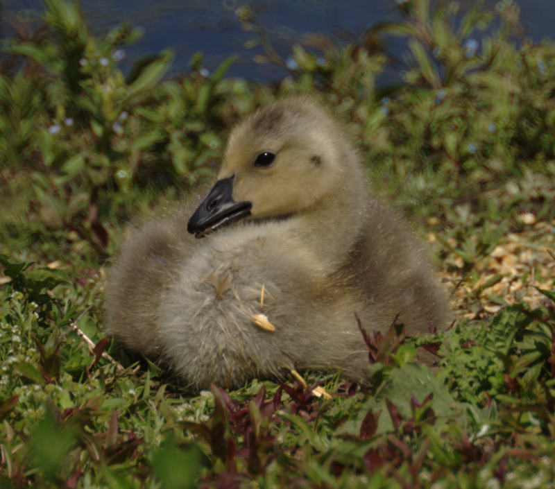 Canada Goose gosling