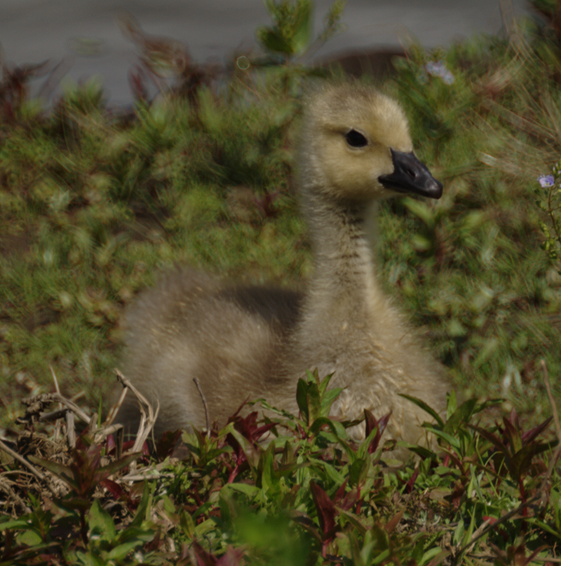 Canada Goose gosling