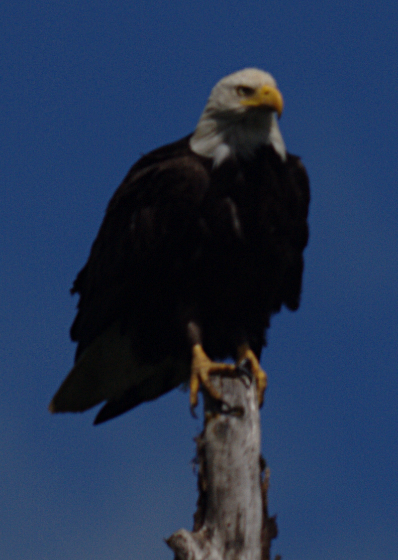 Bald Eagle