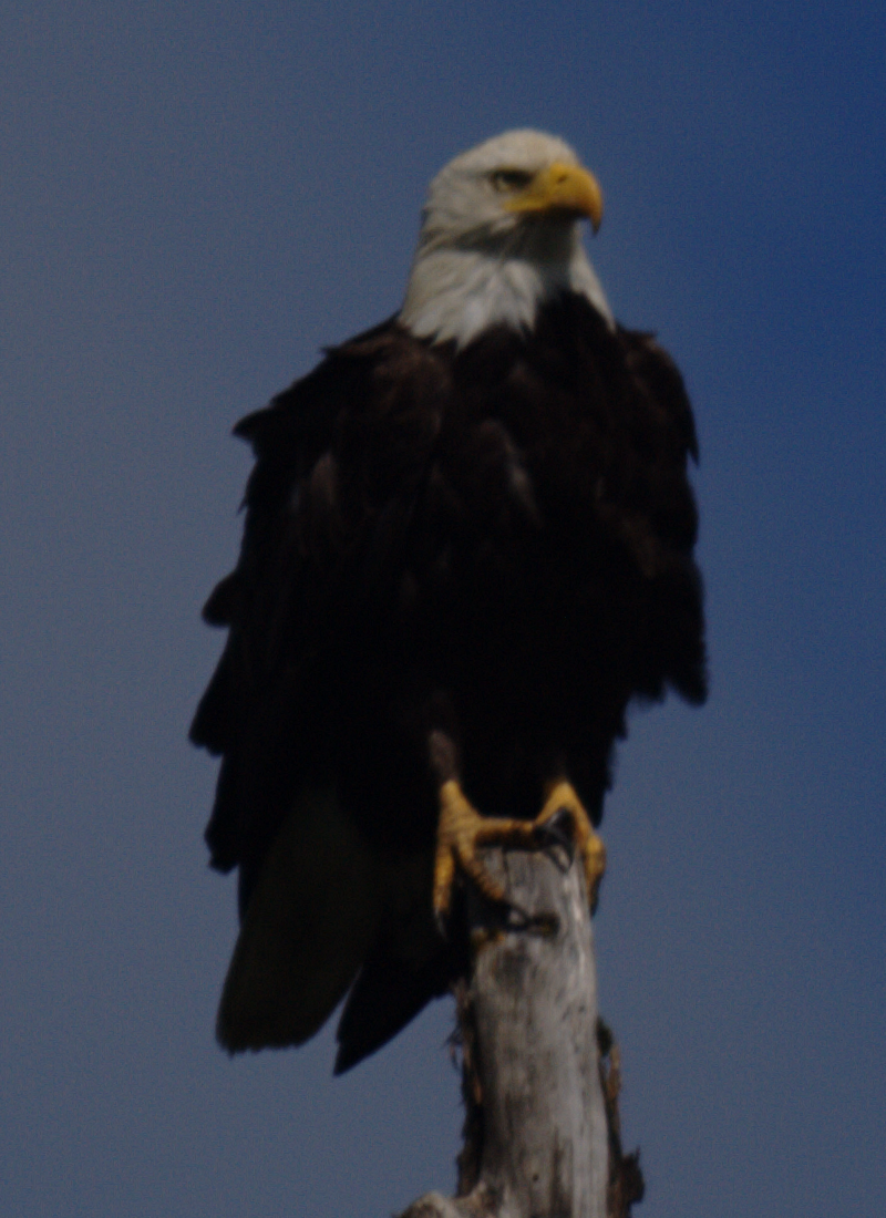 Bald Eagle