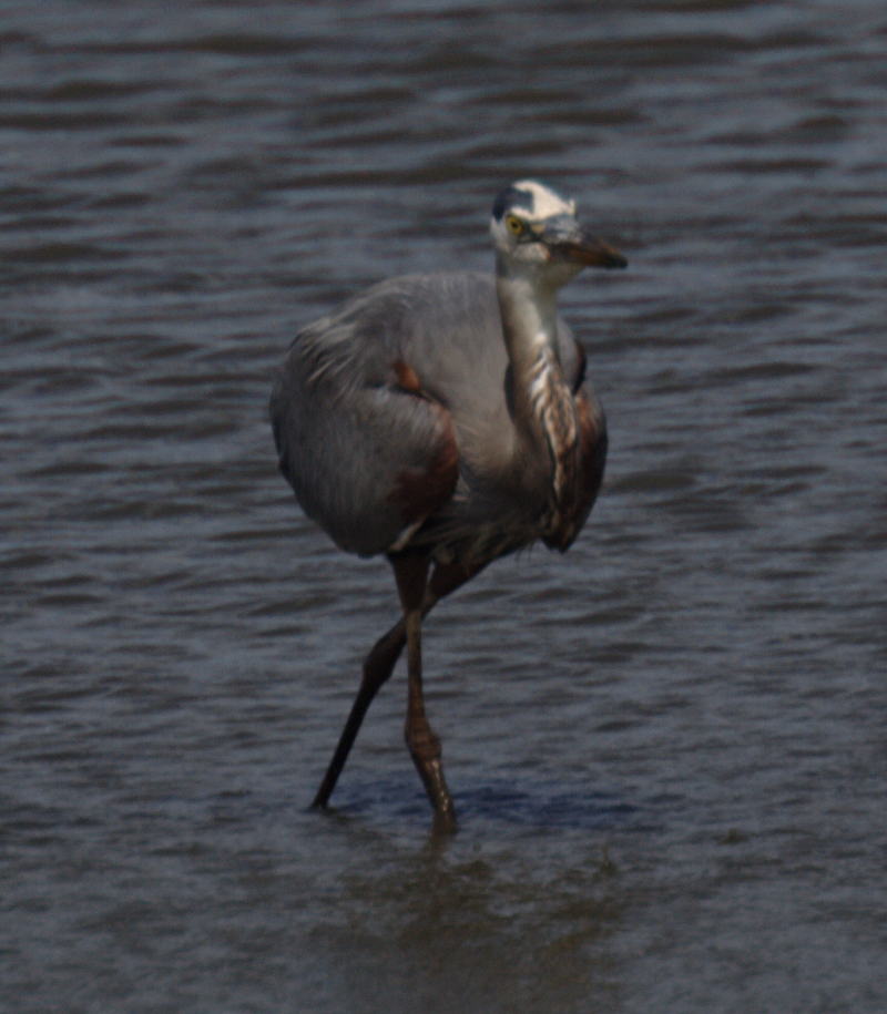 Great Blue Heron