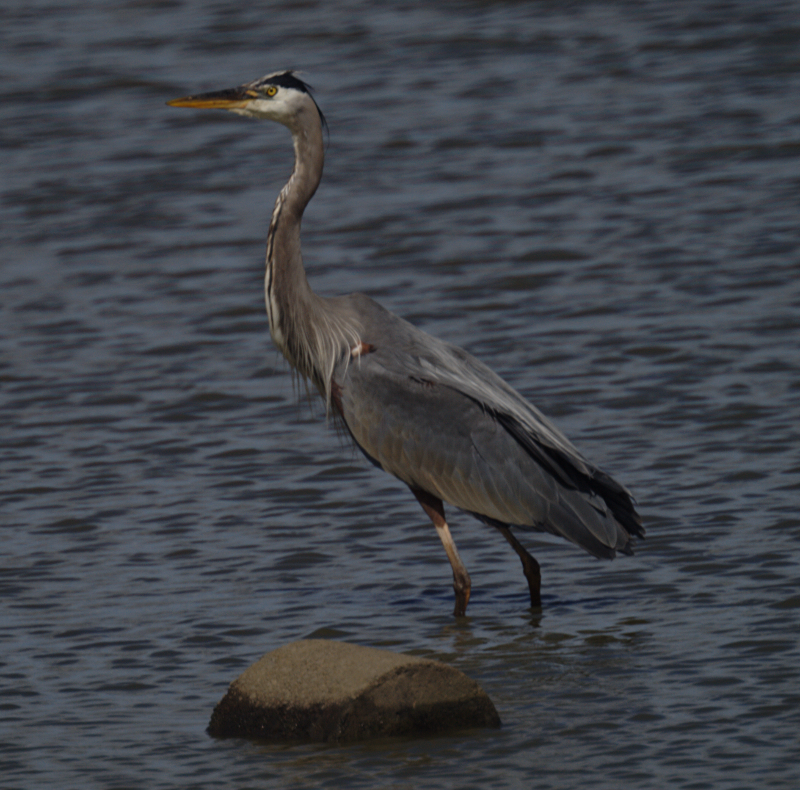 Great Blue Heron