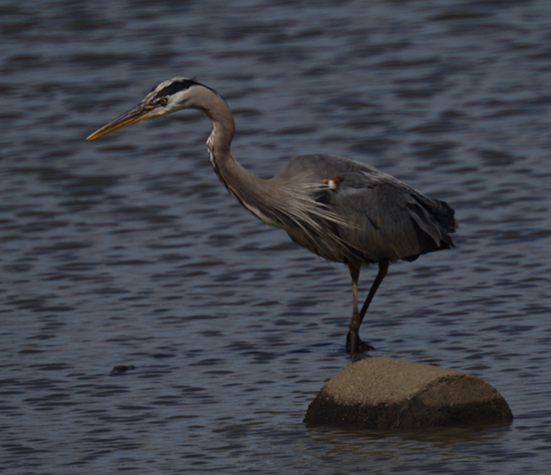 Great Blue Heron