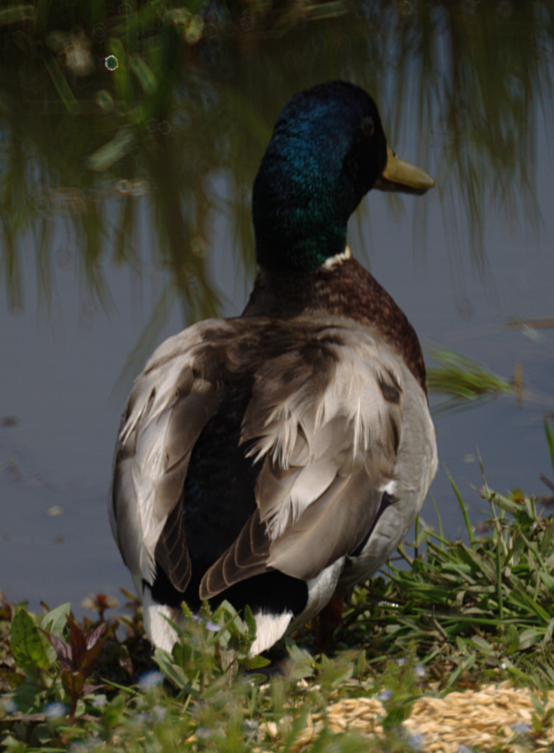 Mallard Drake
