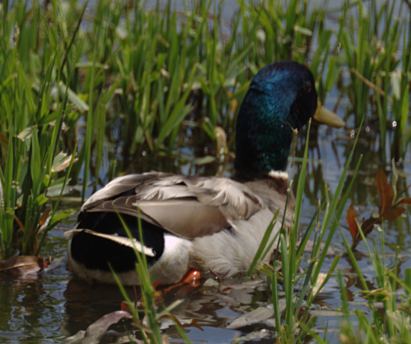 Mallard Drake