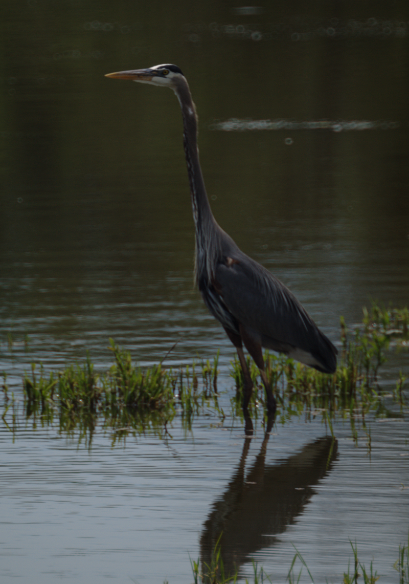 Great Blue Heron