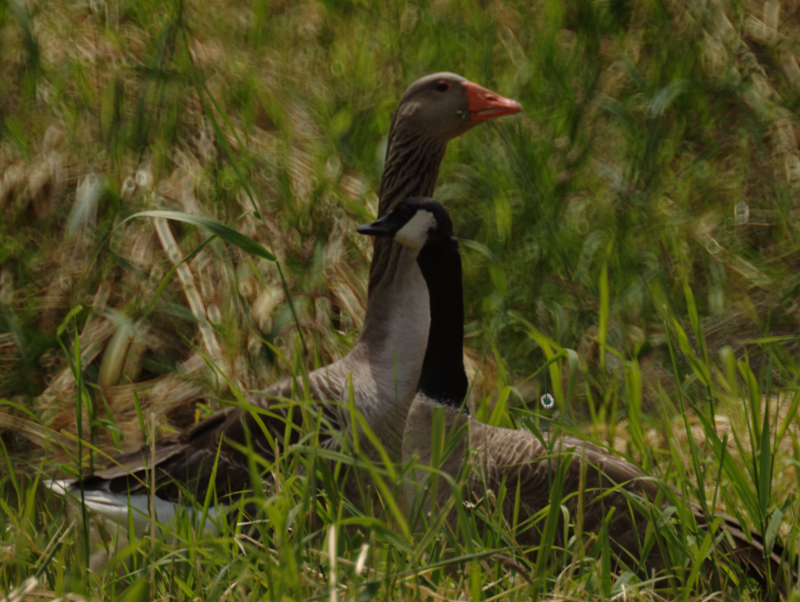 Greylag Goose and Canada Goose goslings