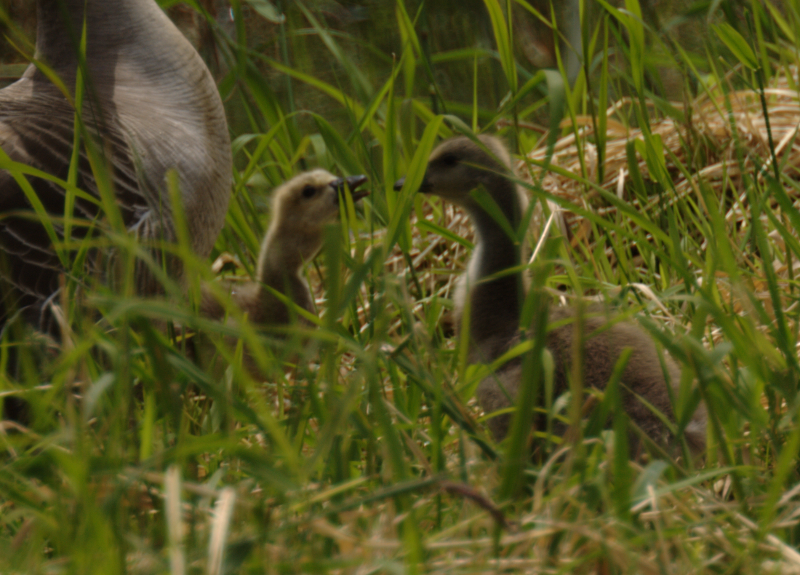 Canada Goose goslings