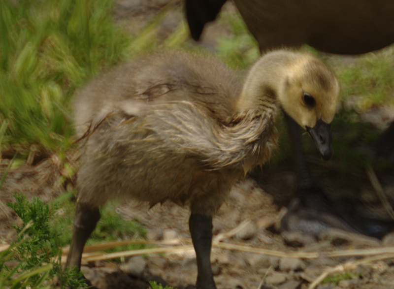 Canada Goose gosling