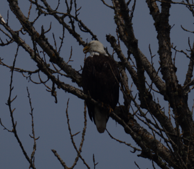 Papa Bald Eagle