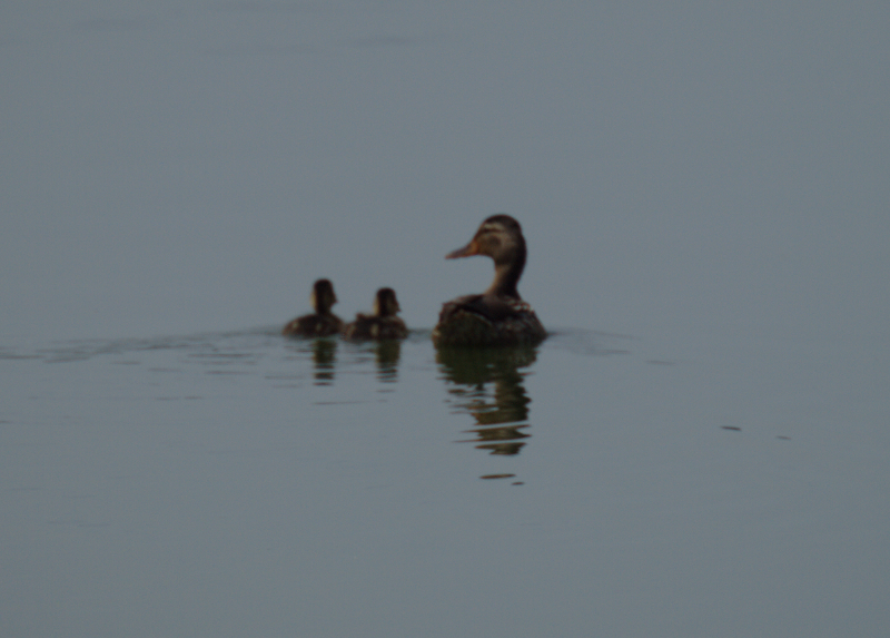 Mama Mallard Duck and ducklings