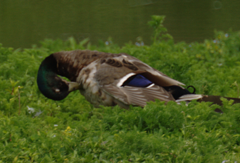 Mallard Drake grooming his feathers