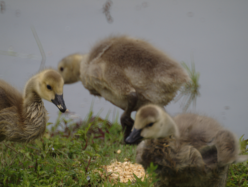 Canada Goose goslings