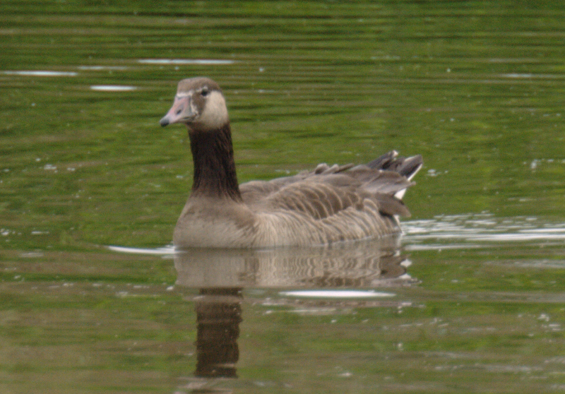 Canada Goose goslings