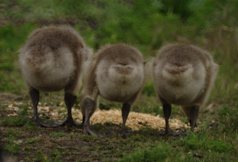 Canada Goose goslings