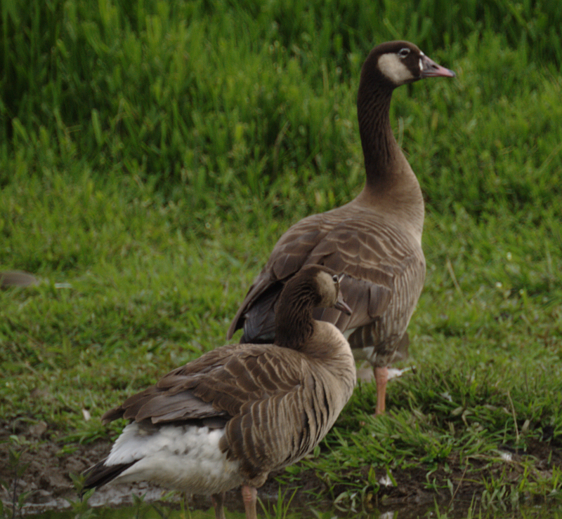 Canada Goose goslings