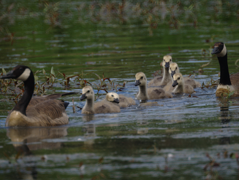 Canada Goose goslings