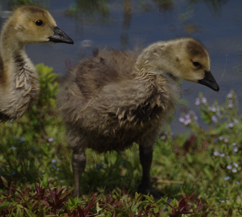 Canada Goose goslings