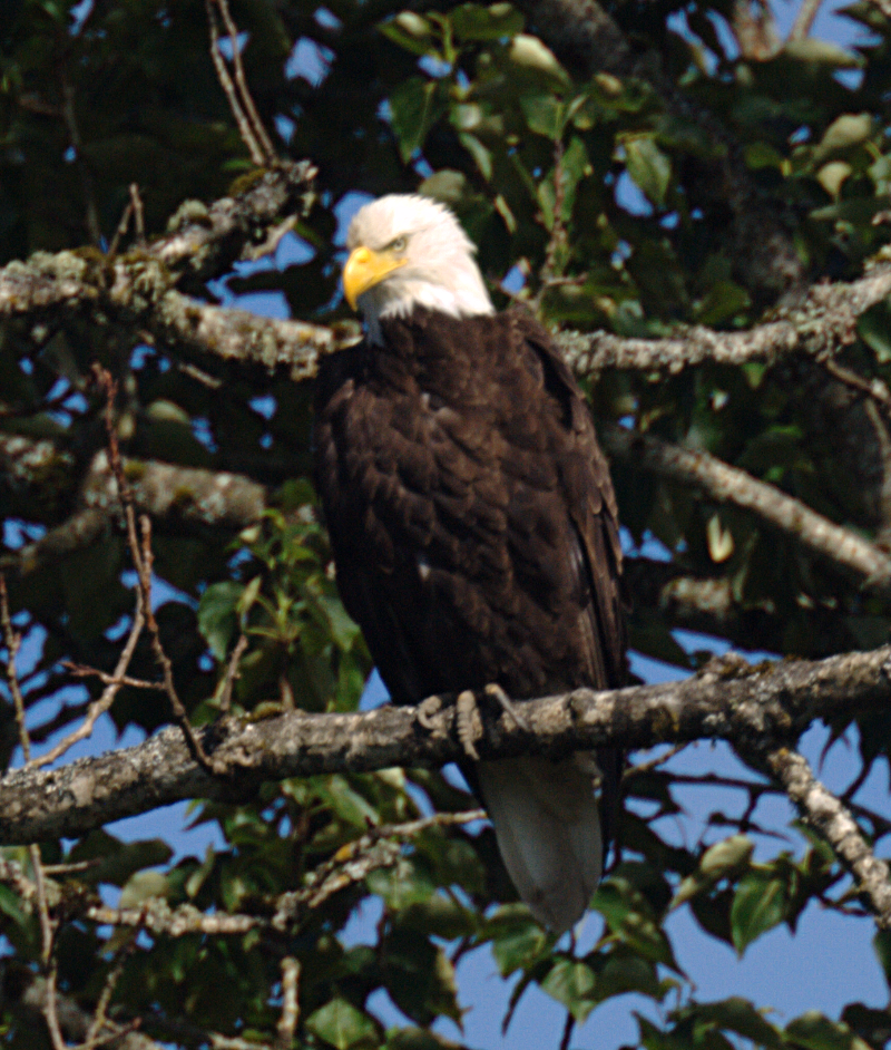 Bald Eagle