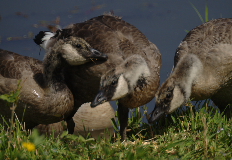 Canada Goose goslings