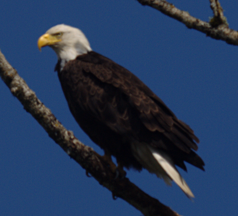 Canada Goose goslings