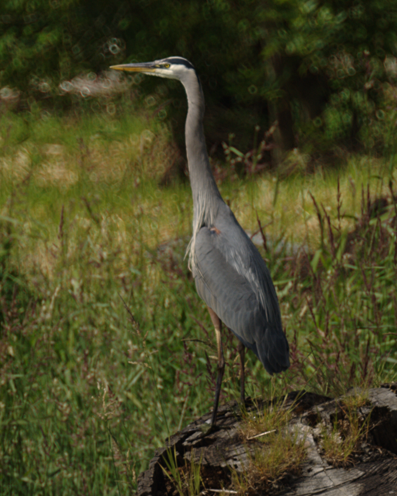 Great Blue Heron