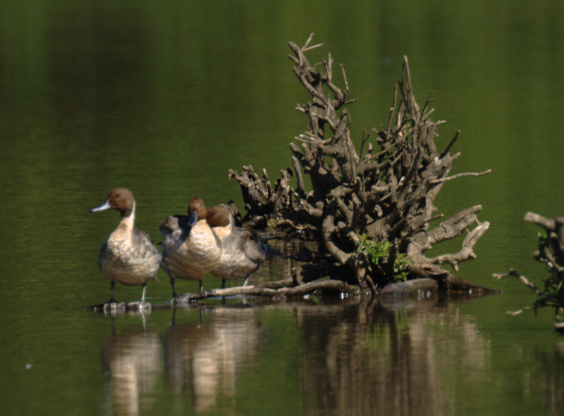 Pintail Drakes