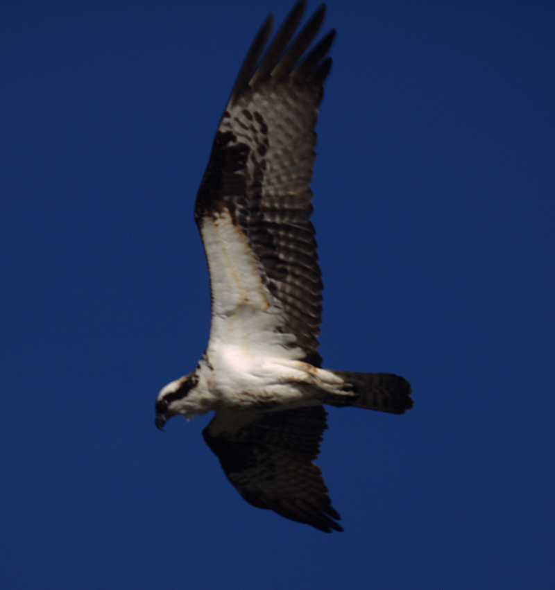 Osprey