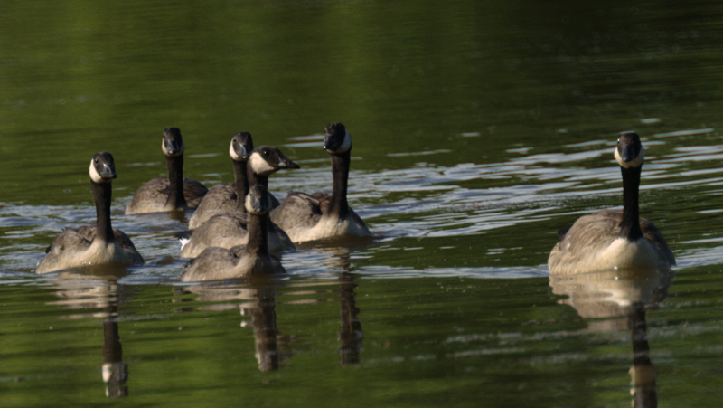 Canada Goose goslings