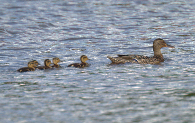 Mallard Duck family